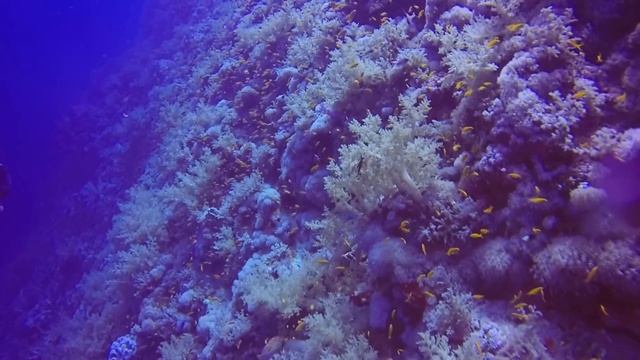 Марс-Алам Днюха 2018