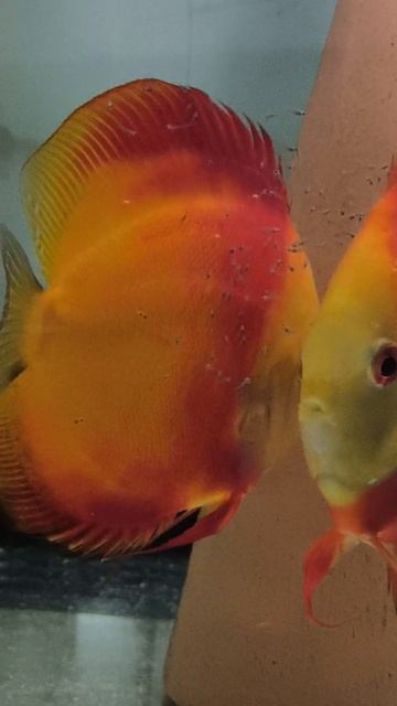 Вьетнамские дискусы с мальком смотреть онлайн