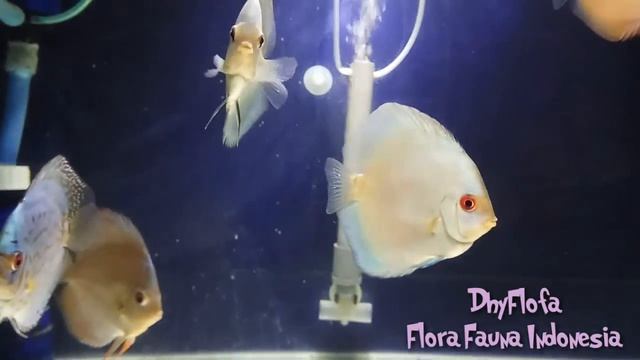 Discus LSS Eruption смотреть онлайн