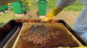 Черные пчелы?  Пришлые пчелы? А мы ищем матку. How to plant a queen bee? Not a fertile queen bee.