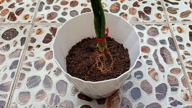 HOW TO BRAID SANSEVIERIA BACULARIS смотреть онлайн