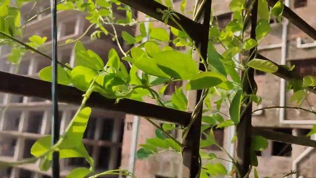 Indoor Hanging Plant Ideas.