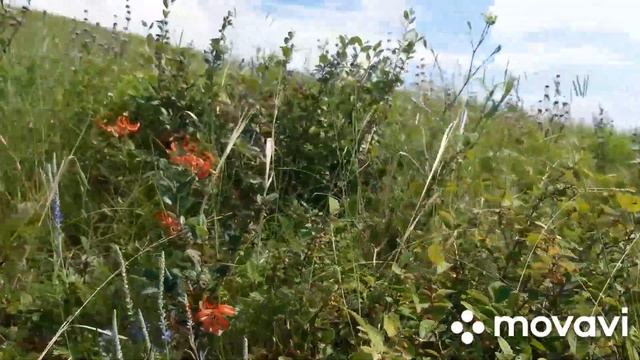 Утро в Гремячей гриве 07.07.2021 Красноярск. Вероника. Сила природы. смотреть онлайн