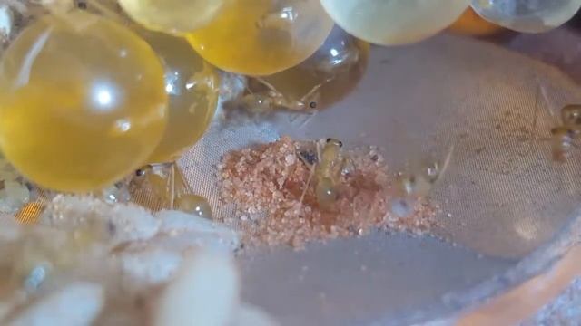 Myrmecocystus mexicanus смотреть онлайн