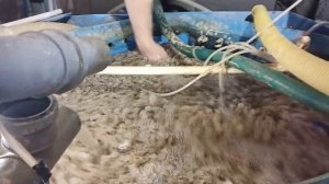 Необычная авария на УЗВ: спасаем осетра