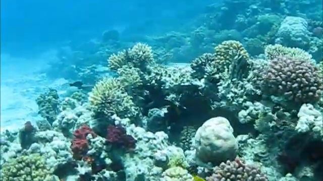 A drift dive through Small Crack, Sha'ab Mahmoud, Red Sea. MY Mistral June 2013 смотреть онлайн