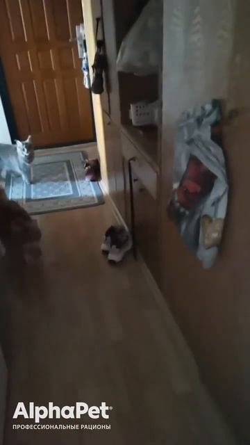 Отзывы AlphaPet | AlphaPet SuperPremium с уткой индейкой смотреть онлайн