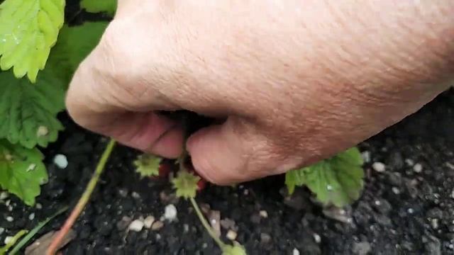 Чусовой. Домашняя земляника, 11.09.2020 смотреть онлайн