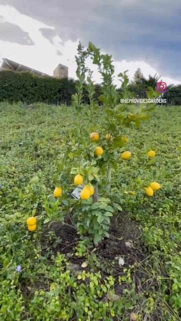 It's the perfect time to start a new project-like planting a fruit tree in your garden смотреть онлайн