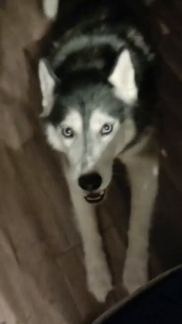 Завтрак в одиночестве это непозволительная роскошь, недоступная владельцам собак смотреть онлайн