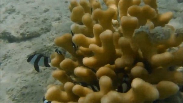 Bliss Nada Beach Resort, Marsa Alam 13.10.-20.10.2023.... moře ( pod hladinou ), video v HD