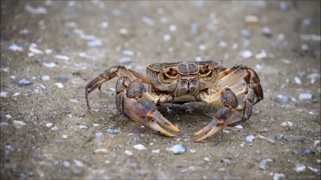Κάβουρας του γλυκού νερού (Potamon fluviatile) смотреть онлайн