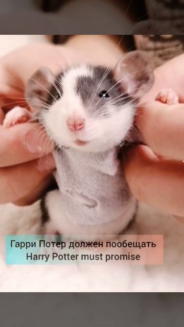 ГАРРИ ПОТЕР 😅, СМЕШНЫЕ КОШКИ И КРЫСЫ 🤣 смотреть онлайн