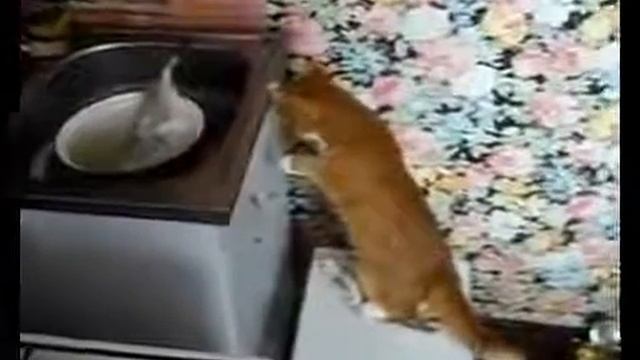 Кот испугался живой рыбы смотреть онлайн
