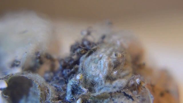 Argiope bruennichi spiderlings смотреть онлайн