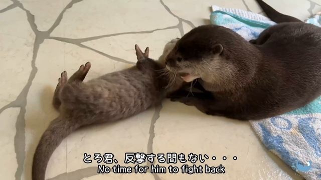 Baby Otter's Fierce Battle смотреть онлайн