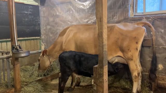 " Доброе утро ... а мы вас ждали!" Утро в коровнике! смотреть онлайн