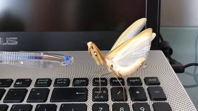 Богомол атакует - 2 смотреть онлайн