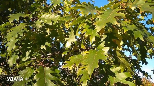 11 апреля Марков день . Что нельзя делать 11 апреля день Берещенье . Народные традиции и приметы смотреть онлайн