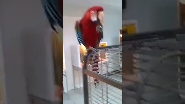 Попугай Арчи смотреть онлайн