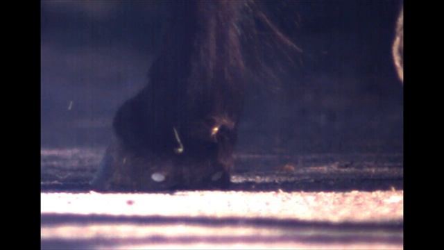 Real life hoof Expansion смотреть онлайн