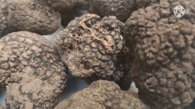 italiano cibo tartufi nero italian food black truffle இத்தாலி உணவு தார்டுப்பி смотреть онлайн