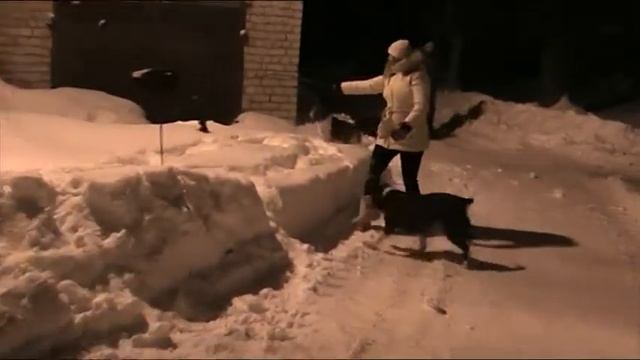 стаффорды 2