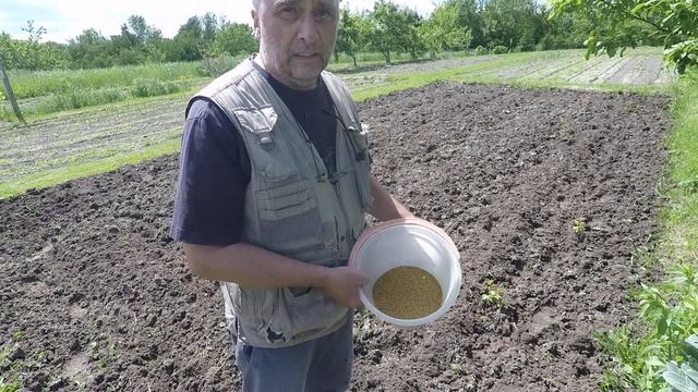 Сеем сидерат и бороним фрезами Самурай смотреть онлайн