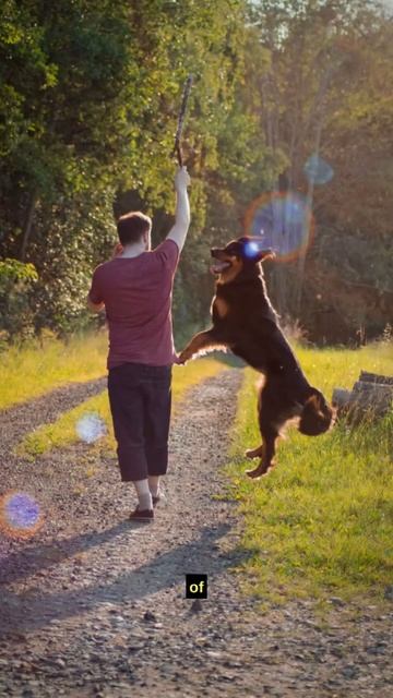 Get a dog, lose weight #shorts #pets #dogs #loseweight #benefits #doglover смотреть онлайн