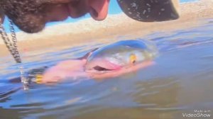 Мой маленький друг🫂на 3980🔥 #пеленгас #рыбалка #море