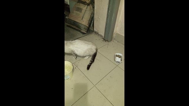 Мурзилка и Котяша - подкидыши смотреть онлайн