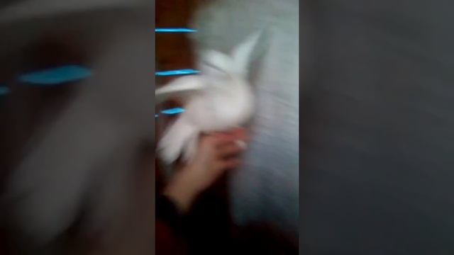 Голуби павліни смотреть онлайн