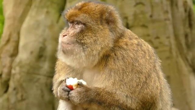 A For Apple|B For Ball|Learn English Alphabets AtoZ| #kids #kidseducation #kidslearningvideos