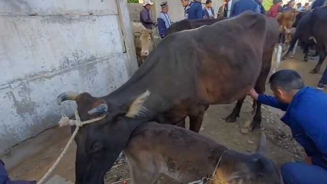 ШАХРИТУЗ МОЛ БОЗОРИДА 30 МИНГ СОМОНГА БУЗОКЛИ СИГИР УНДА КУРАМИЗ ДУСТЛАР. смотреть онлайн