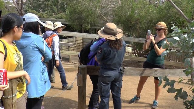 Tasmania, Australia Hobart Bonorong Wildlife Sanctuary #10 Koala & Commentary 18 January 2016 смотреть онлайн