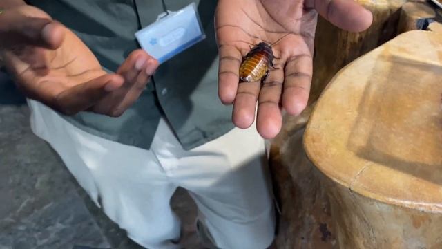 Secrets of Jungle's The Green Planet 🌎 Dubai Unveiled смотреть онлайн