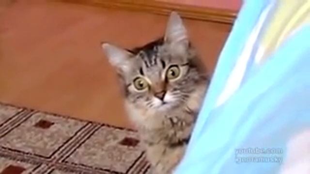 прикол про кота смотреть онлайн