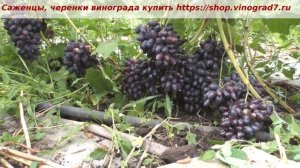 24 июля 2023 года и начало созревания Кишмиша Эмма, крупные грозди и ягоды радуют. Пузенко Наталья