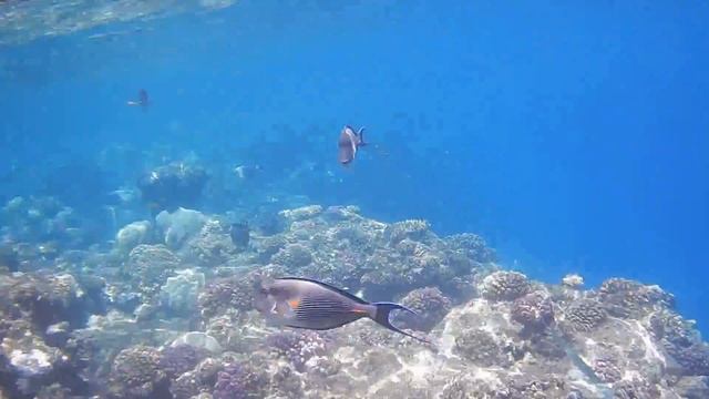 Concorde Moreen Hotel Marsa Alam - swim on coral reef смотреть онлайн