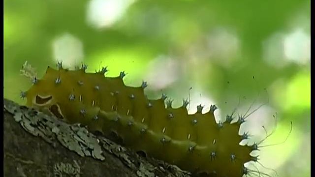 Bruco di Saturnia pyri смотреть онлайн