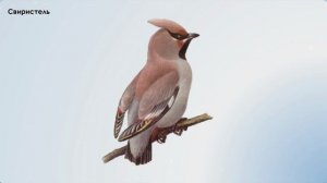 Голоса зимующих птиц