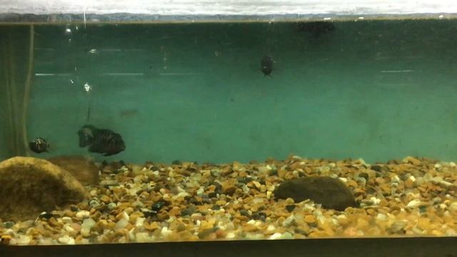 Awesome Zebra Cichlids In Planet Earth Aquarium Mysore смотреть онлайн