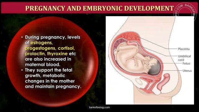 HSC - BIOLOGY Reproduction in lower and higher Animals Lecture -07 смотреть онлайн