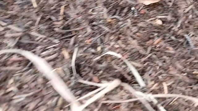 Добыт второй медведь на горах Кудыкиных 13 мая 2024 смотреть онлайн