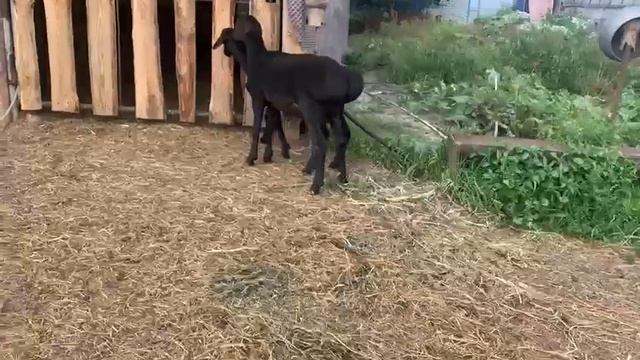 два ягненка 4и 5 месяцев,продажа смотреть онлайн