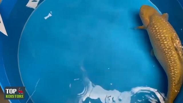 Hirasawa Ginrin Chagoi 82cm bij TOP Koistore смотреть онлайн