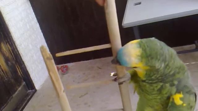 Амазон Пако , учиться на пожарника смотреть онлайн