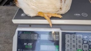 Вес бройлера в 27 дней! Результат меня приятно порадовал!