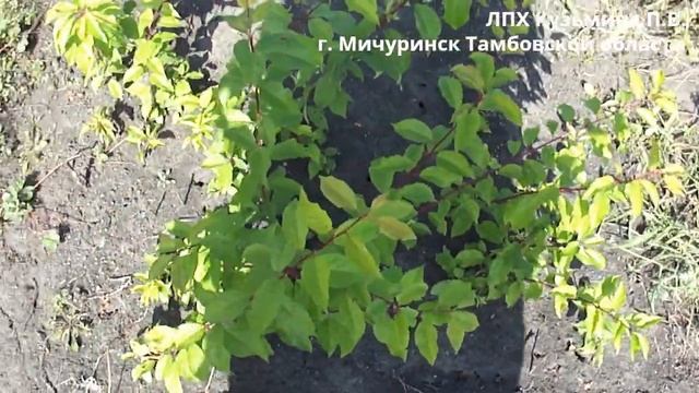 Алыча Кубанская комета 31 08 2023 смотреть онлайн