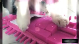 24 часа в розовом цвете💖! Часть 1🐶🔮(фан Ани Меджик)